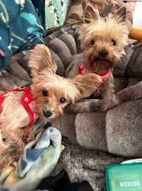 Pawsitive Pet Kare - Photo 4 - Car repair in , Duluth