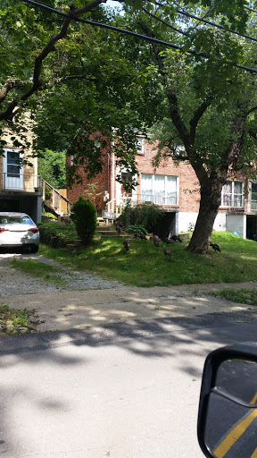 Golf Course «Mt. Lebanon Golf Course», reviews and photos, 1000 Pine Ave, Pittsburgh, PA 15234, USA