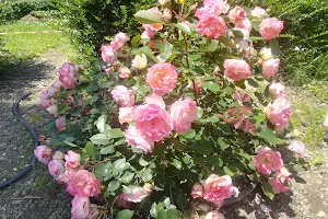 Giardino Labirinto delle Rose image