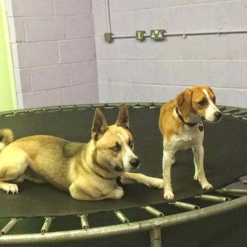 Reviews of Pooches Play House Doggy Day Care Centre & Grooming salon in Manchester - Dog trainer