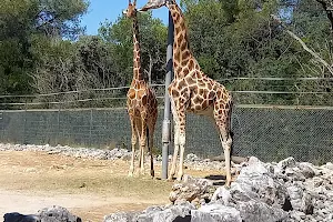 Montpellier Zoological Park image
