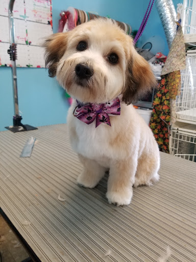 Pet Store «Canine Carousel», reviews and photos, 43135 Broadlands Center Plaza #129, Ashburn, VA 20148, USA