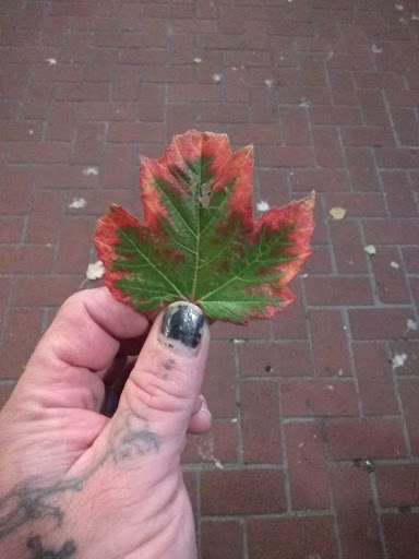 Park «North Park Blocks», reviews and photos, 235 NW Park Ave, Portland, OR 97209, USA