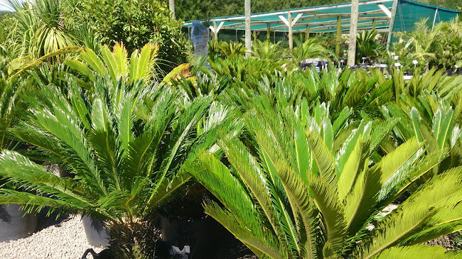 Coast Palms and Cycads - Landscaper