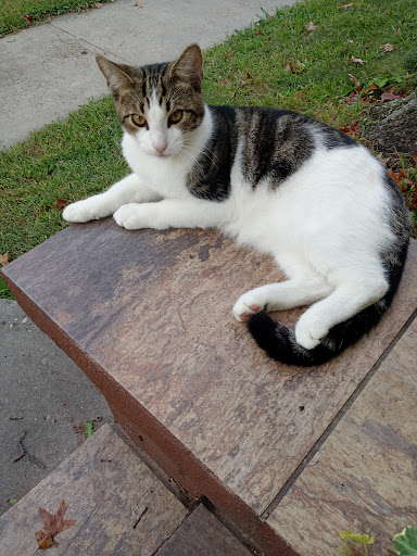 Pet Supply Store «PetSmart», reviews and photos, 1275 N Military Hwy, Norfolk, VA 23502, USA