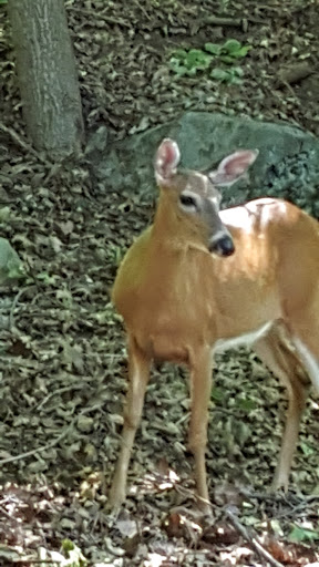 Private Golf Course «Panther Valley Golf & Country Club», reviews and photos, 1 Forest Dr, Allamuchy Township, NJ 07820, USA