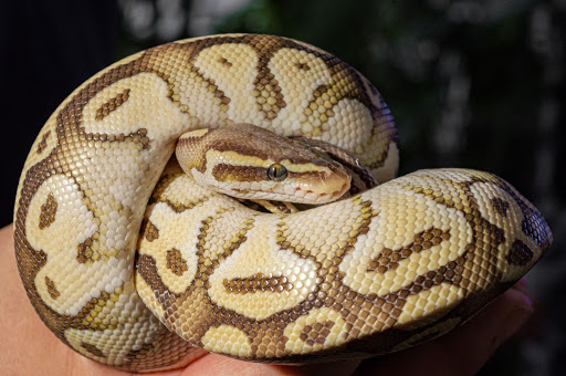 Pet Store «Off The Hook Exotics Pet Shop», reviews and photos, 926 5th Ave, Coraopolis, PA 15108, USA