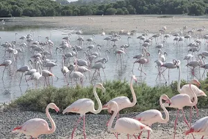 Ras Al khor flamingo sanctuary image