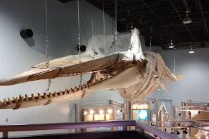 Science Museum of Whale and Sea image