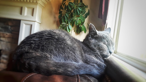 Pet Supply Store «Pet Supplies Plus», reviews and photos, 6845 Highland Rd, White Lake, MI 48383, USA