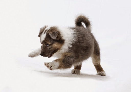 Clínica Veterinaria Antuña en Blimea