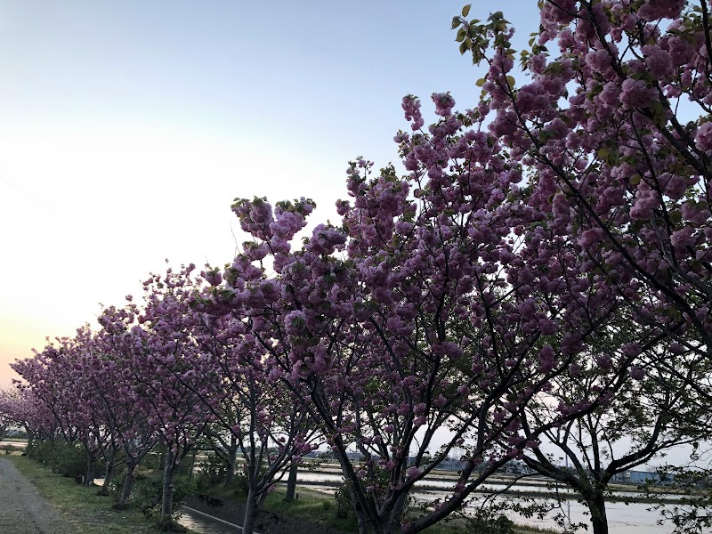 蝶屋桜の名所づくり 末正町 八重桜