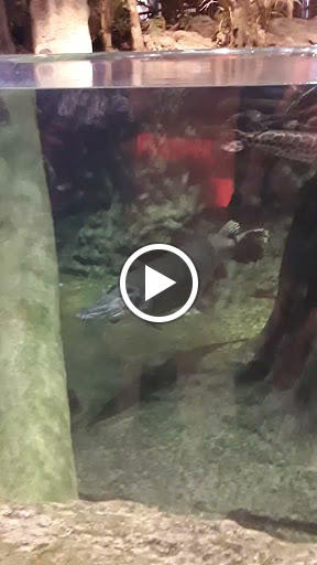 Sporting Goods Store «Bass Pro Shops Base Camp», reviews and photos, 2500 E Kearney St, Springfield, MO 65803, USA