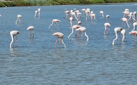 Camargue Regional Nature Park image