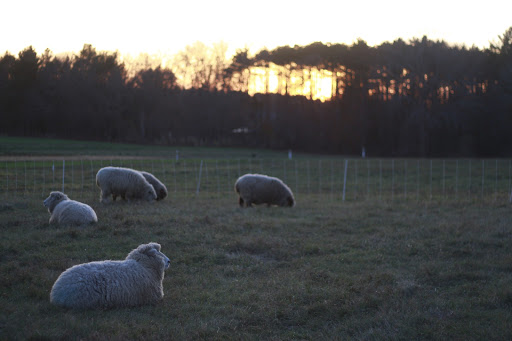 Mass Audubon's Drumlin Farm