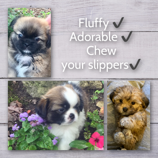 Pet Store «Pets Plus», reviews and photos, 454 TN-46, Dickson, TN 37055, USA