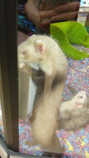 Pet Supply Store «Petco Animal Supplies», reviews and photos, 240 Upland Square Dr, Stowe, PA 19464, USA