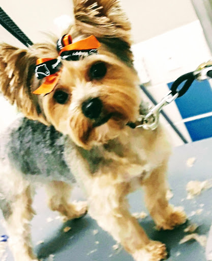 Pet Supply Store «Petco Animal Supplies», reviews and photos, 8700 Preston Rd #105, Plano, TX 75024, USA