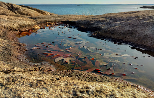 Nature Preserve «Cove Island Wildlife Sanctuary», reviews and photos, 1125 Cove Rd, Stamford, CT 06902, USA