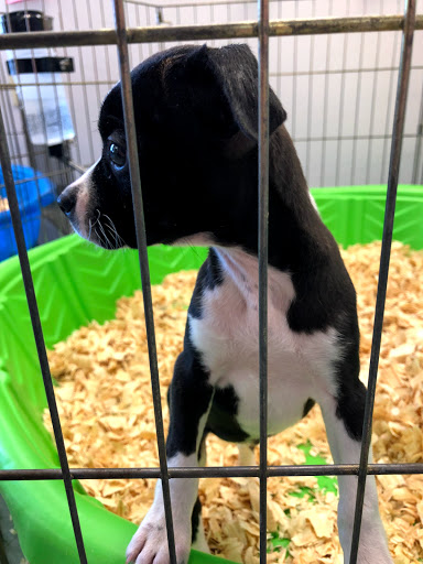 Pet Supply Store «Puppies N Stuff», reviews and photos, 12020 Melody Dr, Westminster, CO 80234, USA
