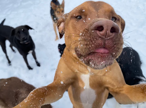 Dog Day Care Center «Dog Days Daycare Center», reviews and photos, 281 Roycefield Rd, Hillsborough Township, NJ 08844, USA