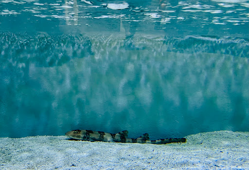 Aquarium «Aquarium of Boise», reviews and photos, 64 N Cole Rd, Boise, ID 83704, USA