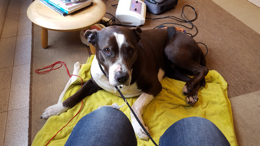 Clínica Veterinaria Eurotierklinik Etk en S'Arenal