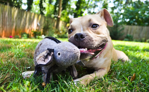 Pet Supply Store «The Whole Dog Market», reviews and photos, 3300 Cobb Pkwy #108, Atlanta, GA 30339, USA