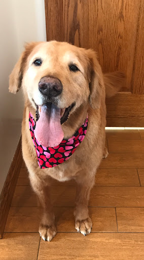 Academy of the Wagging Tail