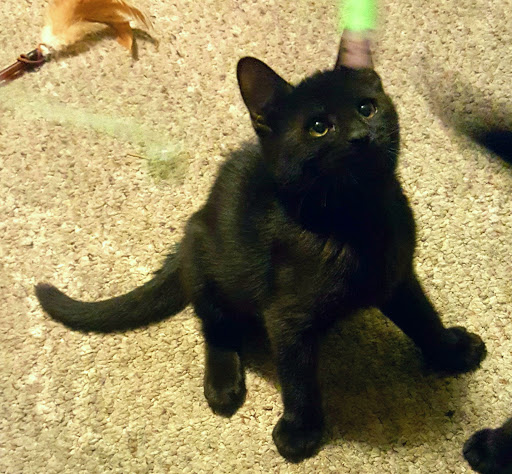 Pet Supply Store «Petco Animal Supplies», reviews and photos, 17930 Halsted St, Homewood, IL 60430, USA