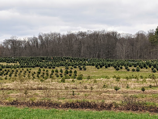 Sugargrove Tree Farm Inc image 7