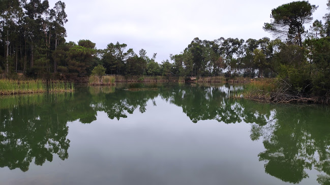 Parque dos Pinheiros Mansos - Oliveira do Bairro - Oliveira do Bairro