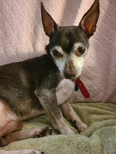 Pet Supply Store «PetSmart», reviews and photos, 5001 Sergeant Rd, Sioux City, IA 51106, USA