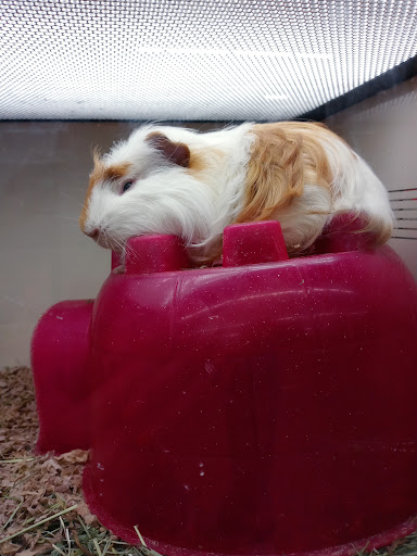 Pet Supply Store «Pet Supplies Plus», reviews and photos, 2927 Riley Fuzzel Rd #400, Spring, TX 77386, USA