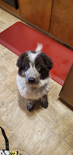 Pet Supply Store «Petco Animal Supplies», reviews and photos, 6425 Keizer Station Blvd, Keizer, OR 97303, USA