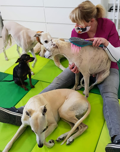 Tierheilpraxis Cooperativ - Mobile Hundephysiotherapie & Tiernaturheilkunde unter Jüchen, Nordrhein-Westfalen