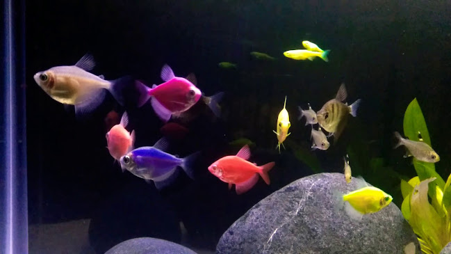 Baby Aquarium (acuario) - Piura