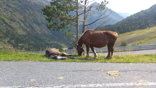 Lugares sitios donde montar a caballo en Andorra