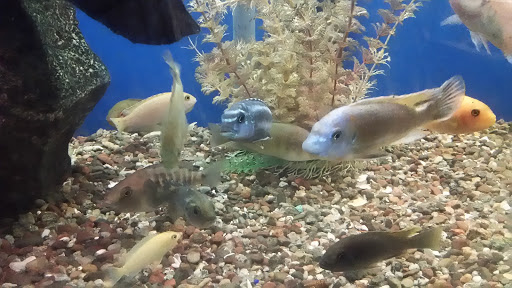 Pet Supply Store «Tropical World Pets», reviews and photos, 8444 Watson Rd, Webster Groves, MO 63119, USA