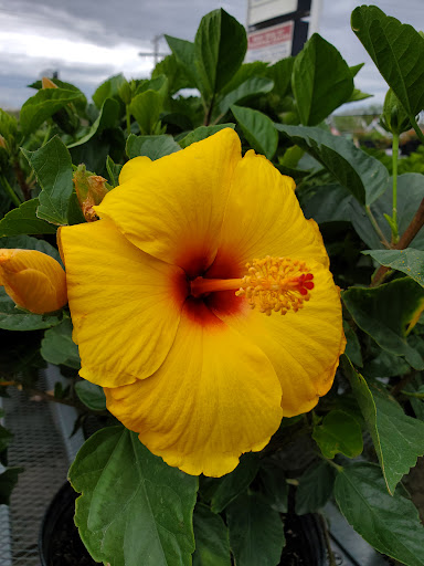 Hardware Store «Westlake Ace Hardware 026», reviews and photos, 5001 SW 29th St, Topeka, KS 66614, USA