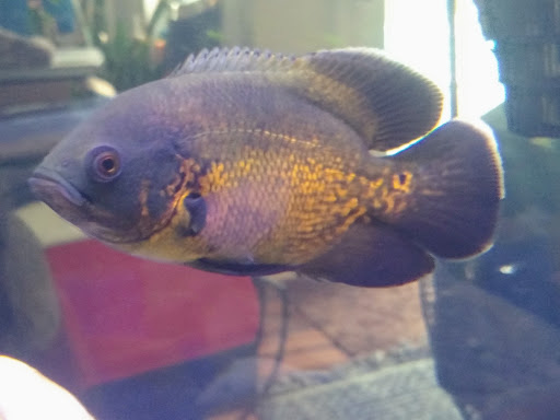 Tropical Fish Store «Oceanside Aquariums», reviews and photos, 2176 N Mt Juliet Rd #105, Mt Juliet, TN 37122, USA