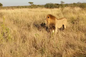 Madikwe Game Reserve image