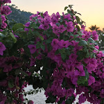 Photo n°1 de l'avis de Valter.p fait le 22/08/2023 à 16:18 sur le  Hotel Corona à Peschici