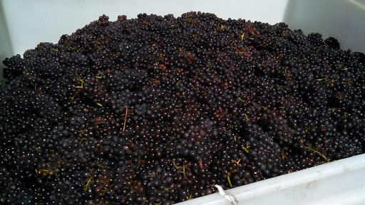 Winery «Great Shoals Winery», reviews and photos, 14526 New Hampshire Ave, Silver Spring, MD 20904, USA