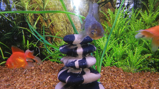 Pet Store «PetSmart», reviews and photos, 17150 Ventura Blvd, Encino, CA 91316, USA