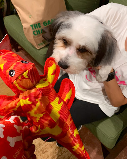 Pet Store «Oak Clips Pet Boutique & Grooming», reviews and photos, 502 N Edgefield Ave, Dallas, TX 75208, USA