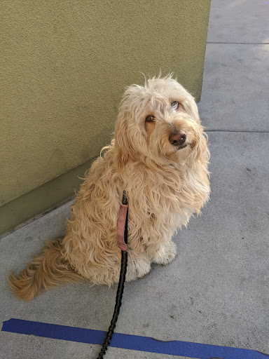 PetSmart image