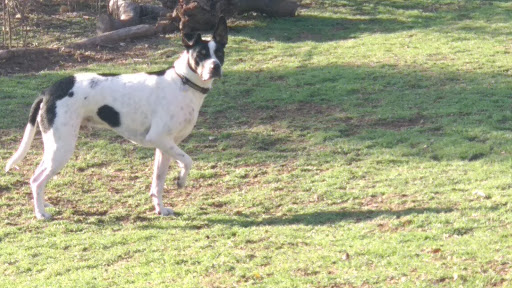 Dog Park «Morley Field Dog Park», reviews and photos, Morley Field Dr & Alabama St, San Diego, CA 92104, USA