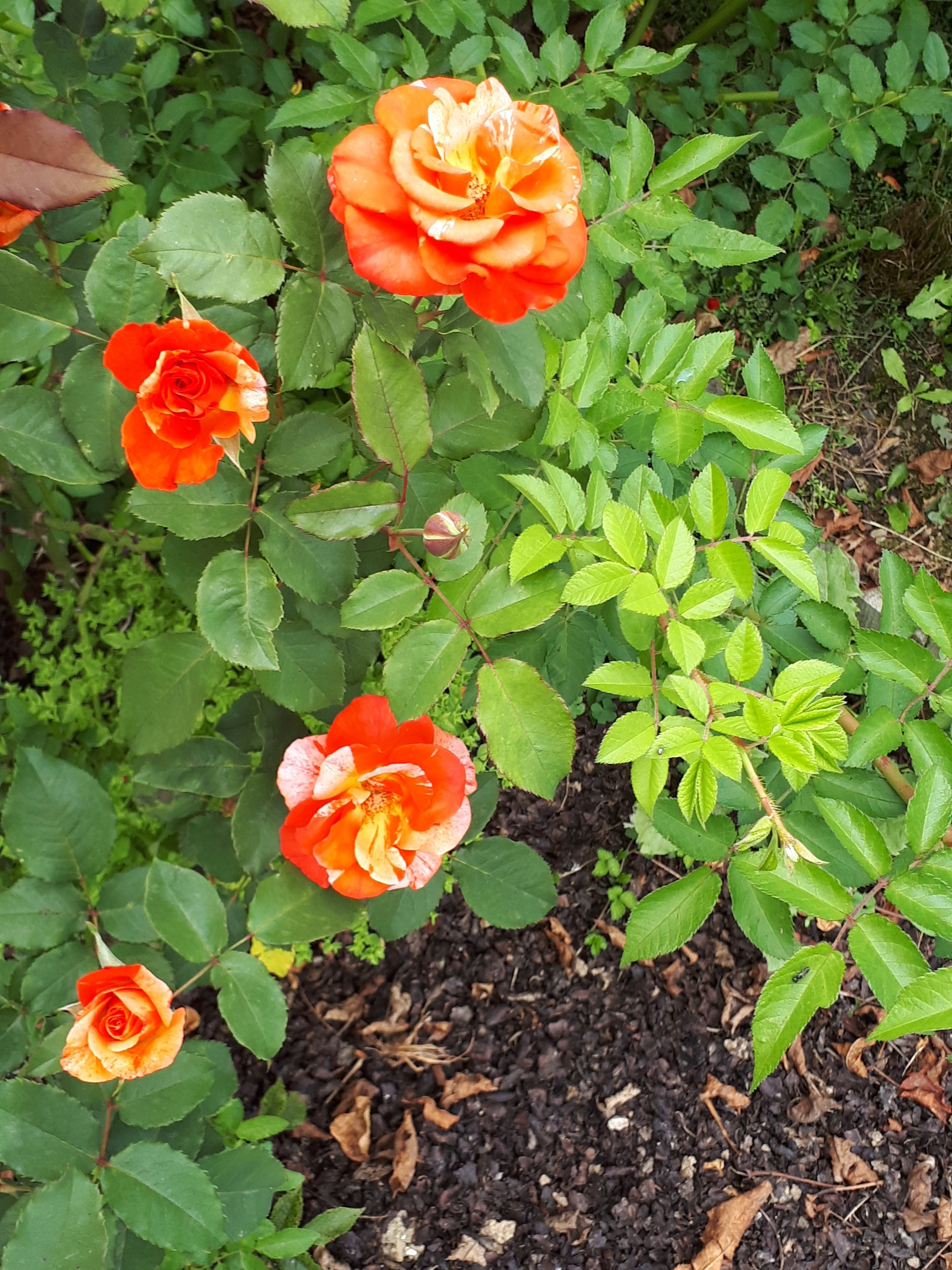 Photo n° 2 de l'avis de hervouet.a fait le 04/08/2019 à 17:27