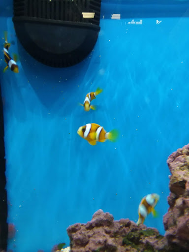 Pet Supply Store «Petco Animal Supplies», reviews and photos, 1401 E Spring Valley Rd, Richardson, TX 75081, USA